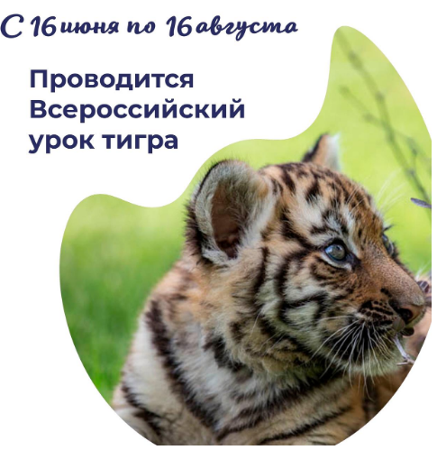 Всероссийского урока тигра !